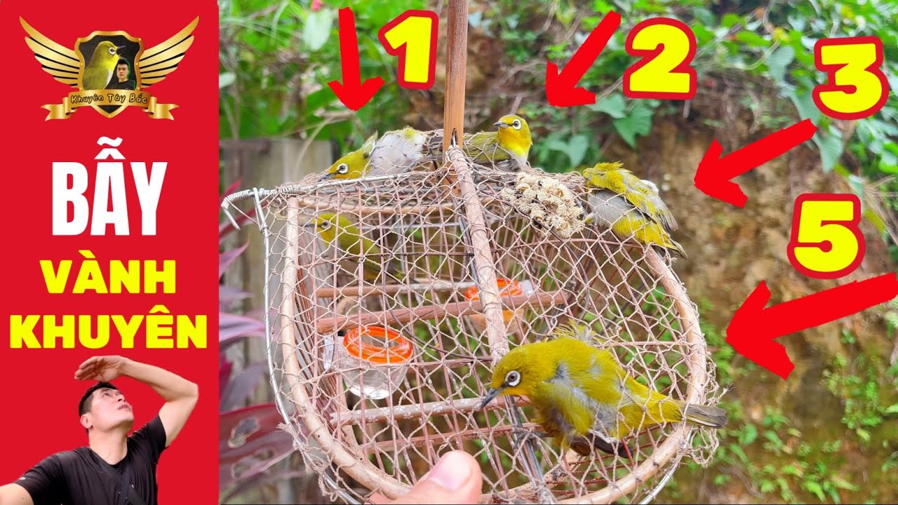Ловушка для птиц Pleci Bird Trap — специальное наполнение для лёгкой ловли северо-западных жёлтых...