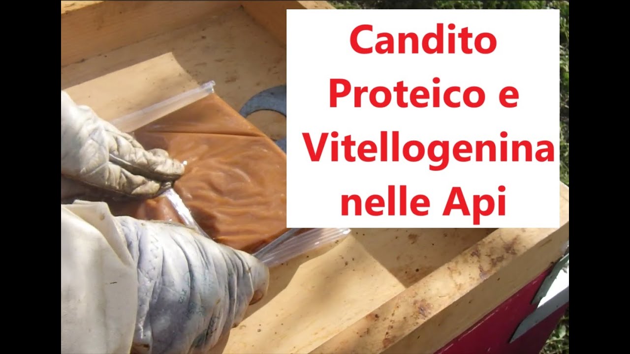 Candito Proteico e Vitellogenina delle Api. Alimentazione antivarroa