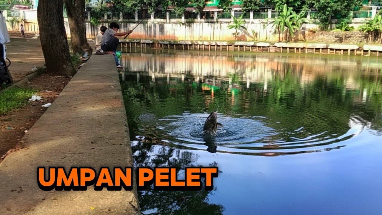 Danau Ngumpet Tapi Lumayan Juga Ikan Nilanya, Mancing liar Jakarta