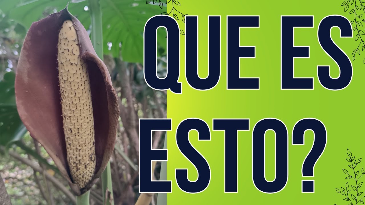 MONSTERA DELICIOSA LA FLOR QUE TIENE FRUTO (Costilla de Adán)🌸🍃
