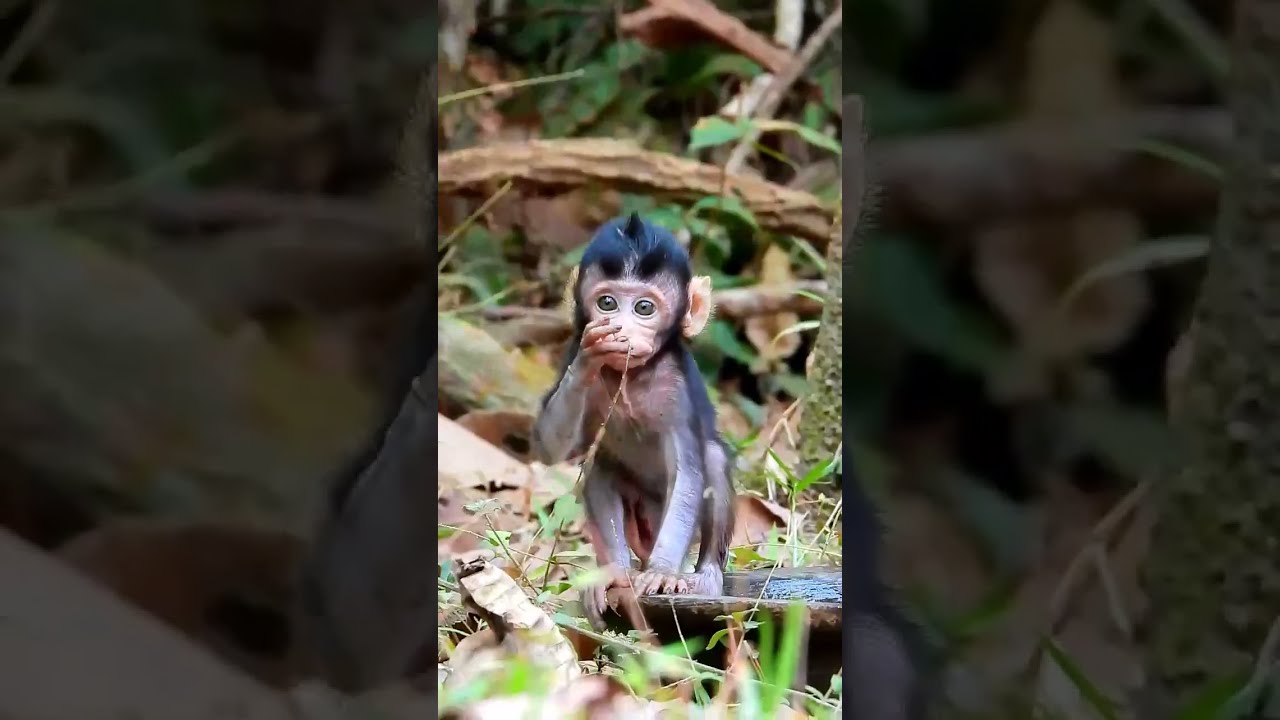 Monkey Grab In Cambodia Good All Monkeys In Khmer Full 20