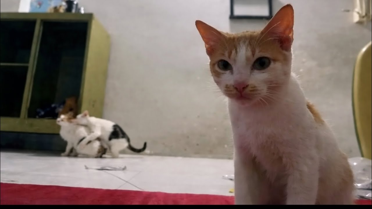 Top 5 Kucing