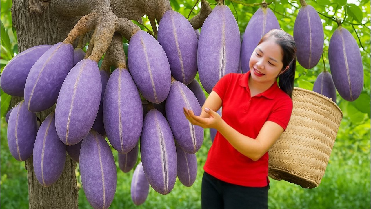 Harvesting Giant Hybrid Purple Mango Goes To Market Sell, Taking Care Vegetables | Daily Garden