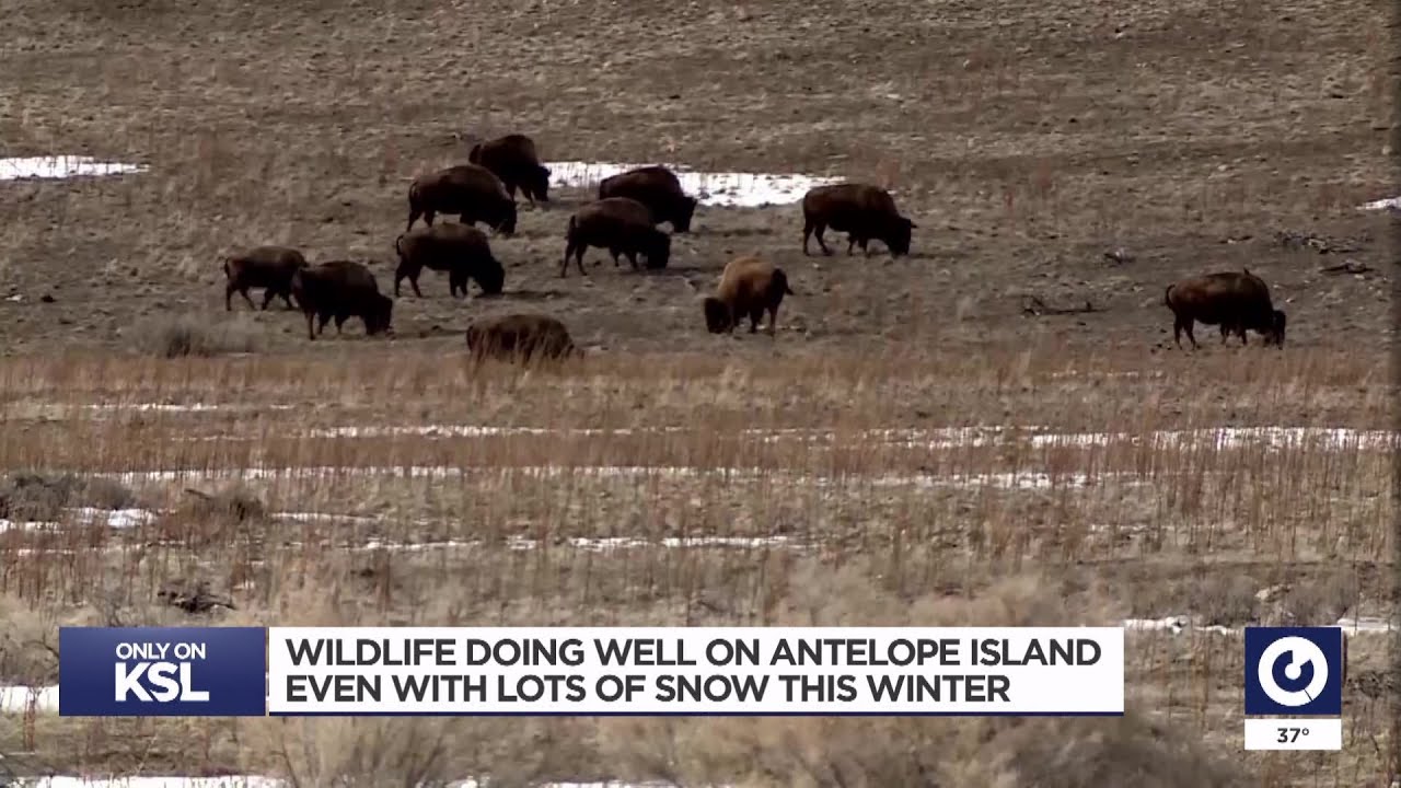 Happy bison at Antelope Island during record winter