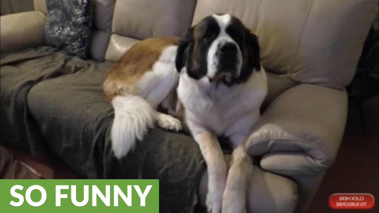Needy Saint Bernard watches playoffs with owner