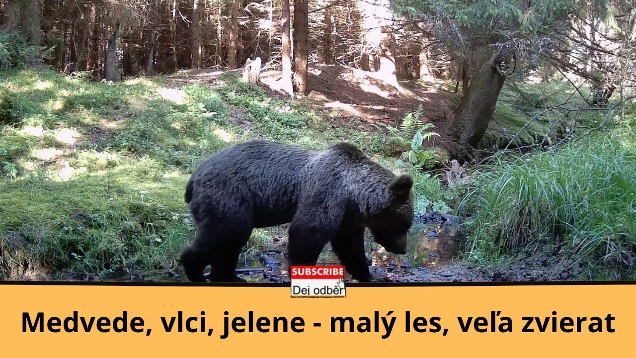 Medvede, vlci, jelene 🐻🐺🦌  Malý les - veľa zvierat 🌲