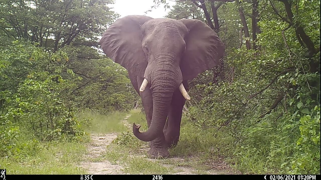BIOBOUNDARY PLANT SCENTS SAVE FARMERS' CROPS and ELEPHANT LIVES