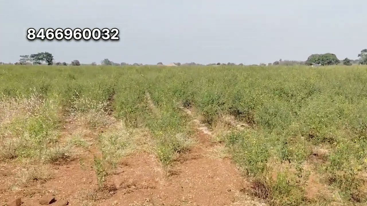 Agriculture land for sale వ్యవసాయ భూమి అమ్మడానికి ఉంది