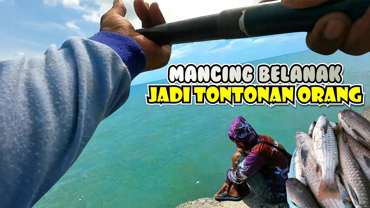 MANCING BELANAK EKOR KUNING. saking kumpulnya jadi tontonan