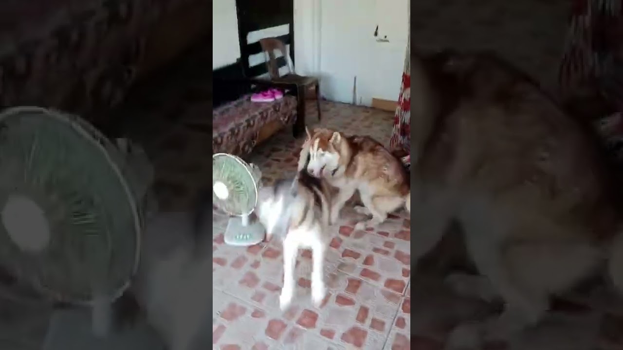 Ang husky naming si seri at tenten...