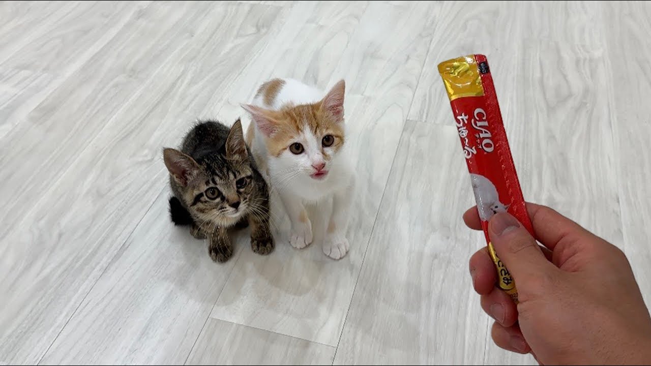 生まれて初めてちゅーるを食べた子猫が美味しすぎた衝撃でこうなっちゃいました…