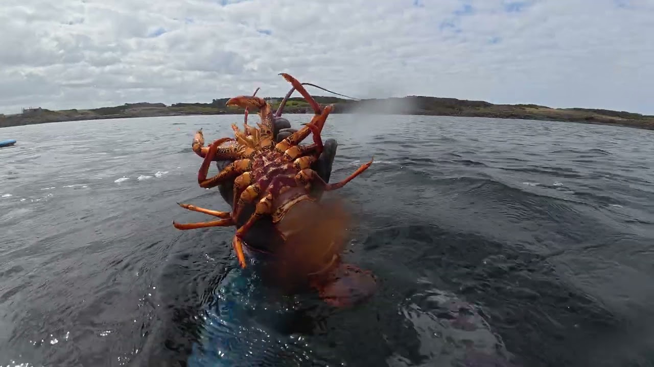 Sharks and Crays