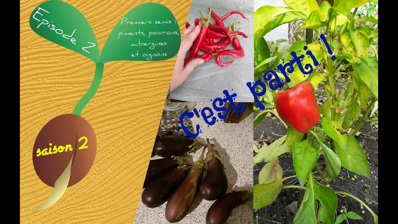 🌱S2 - Episode 2 : Premiers semis : piments, poivrons, aubergines et oignons🌱