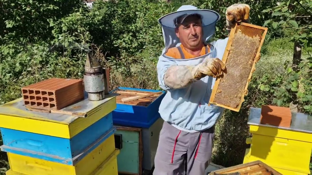 Bal hasadı bal s&uuml;z&uuml;yoruz... 🐝🍯 #balhasadı #bal #doğal #lezzet