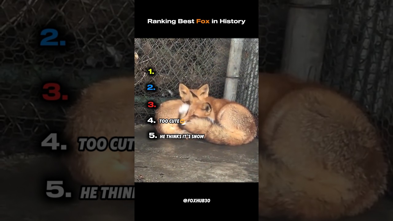 Ranking Best Fox in History