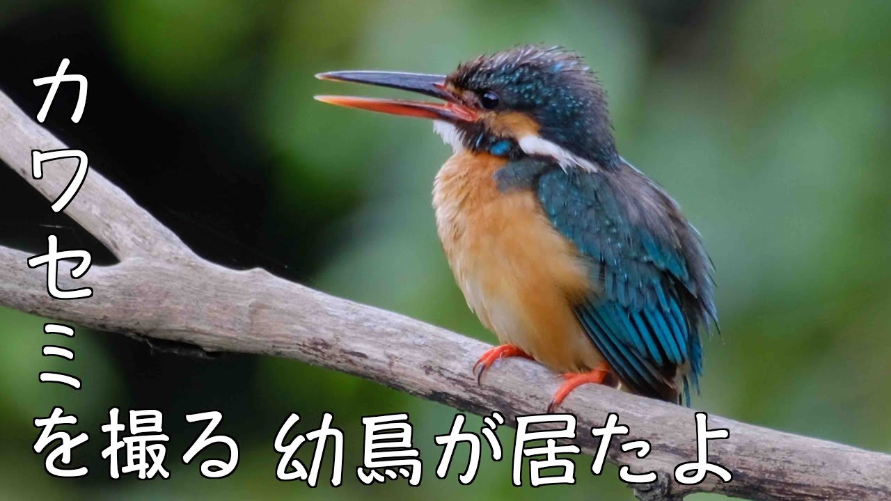 7月11日 水元公園探鳥 カワセミと小鳥