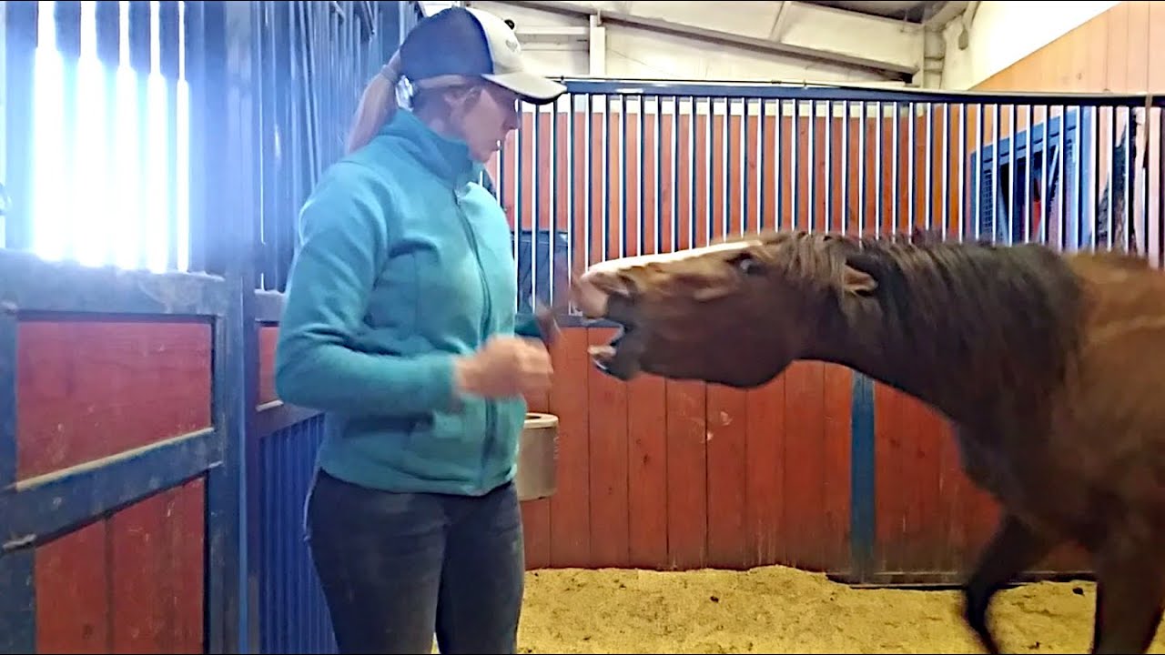 Starting a fearful mare - New horse training series!