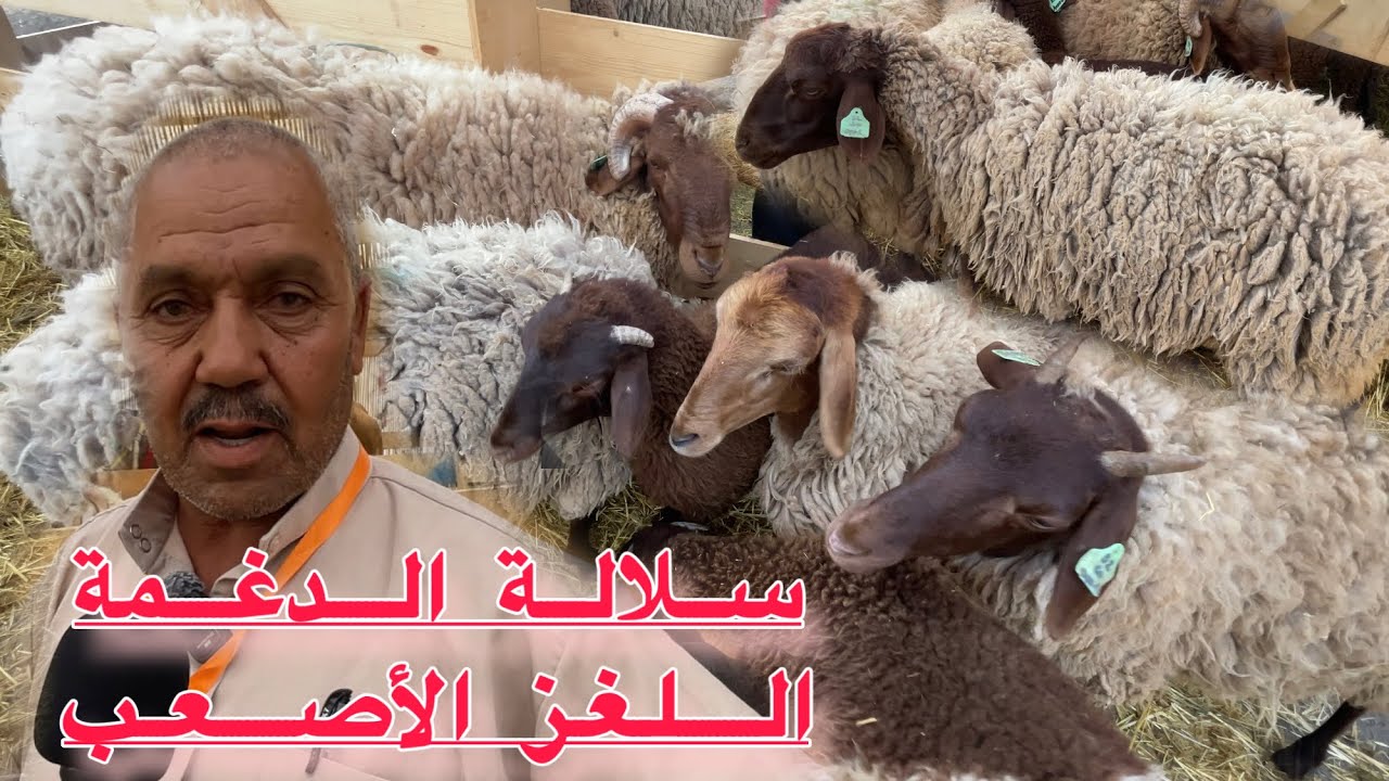 🔴سلالة غنم الدغمة النادرة الجزائرية الأصيلة تصنع الحدث وتبهر الزوار  مع المربي ميلود من ولاية سعيدة