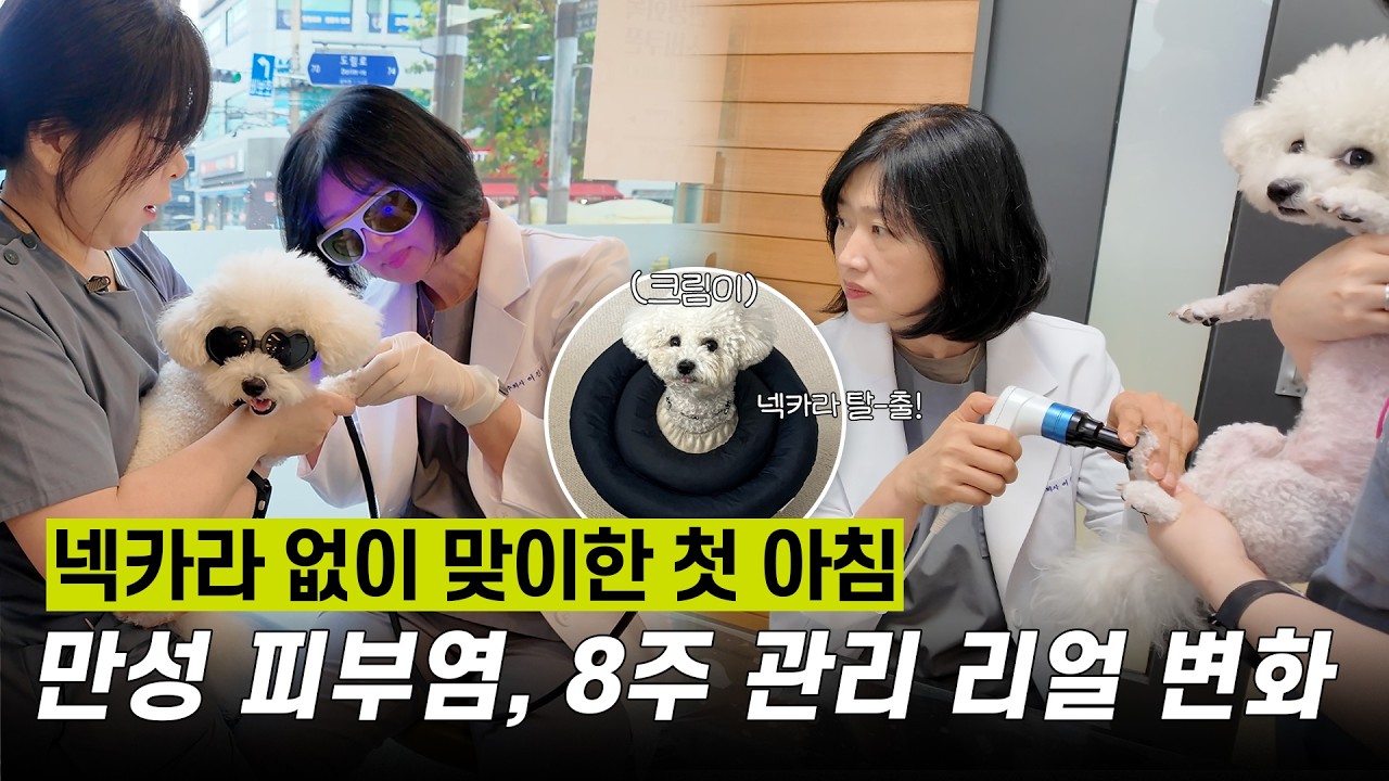 넥카라 탈출! 만성 피부염 8주 관리 후 찾아온 변화 | #발사탕 #강아지피부병 #피부염 #동물병원