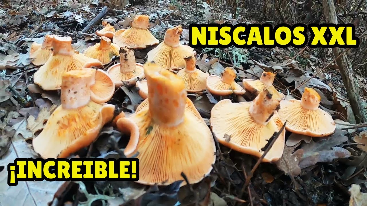 ¡Increíble hallazgo de NÍSCALOS tras las HELADAS! 😮🍄