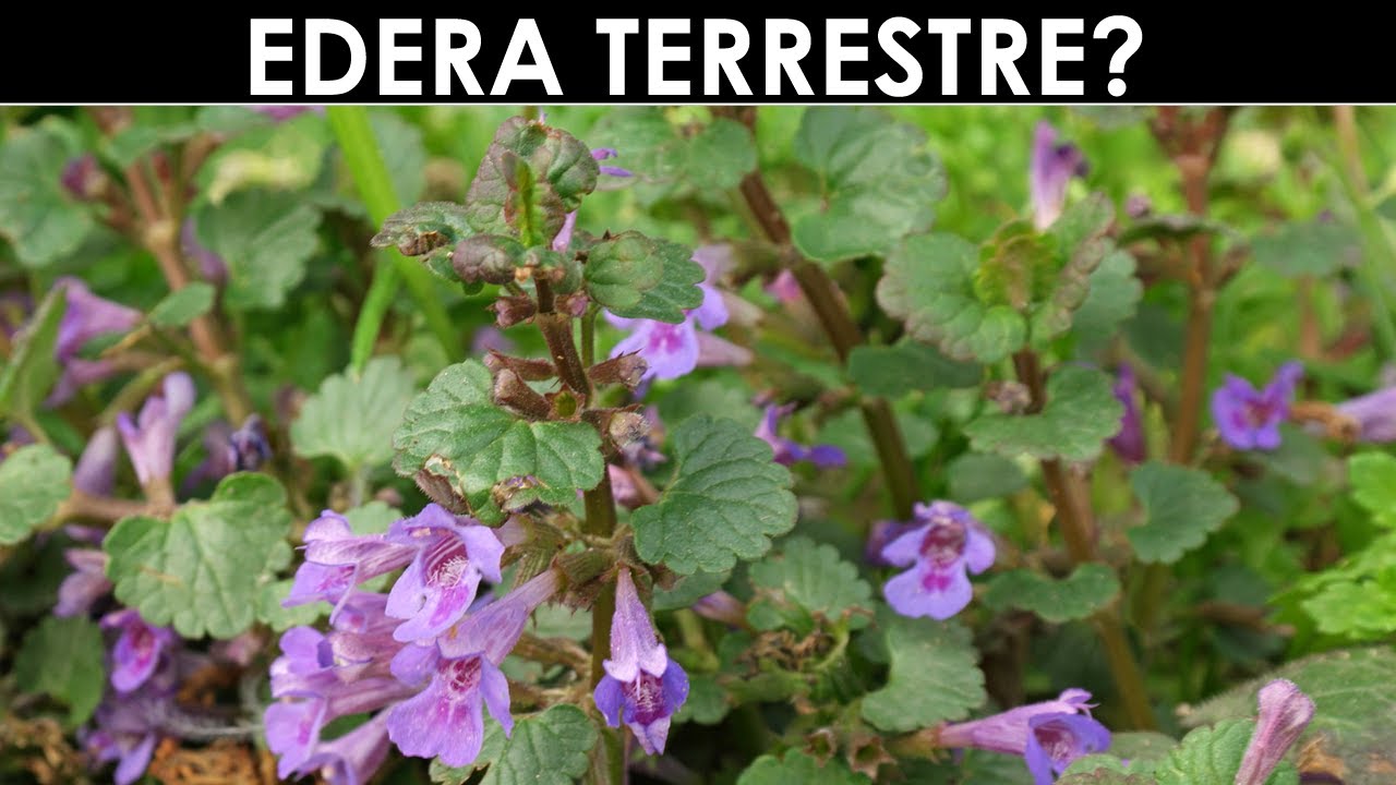 VErba Volant - Edera terrestre