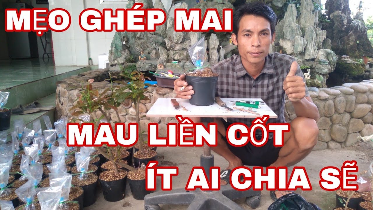 Mẹo ghép mai mau liền cốt chia sẽ hết bài.