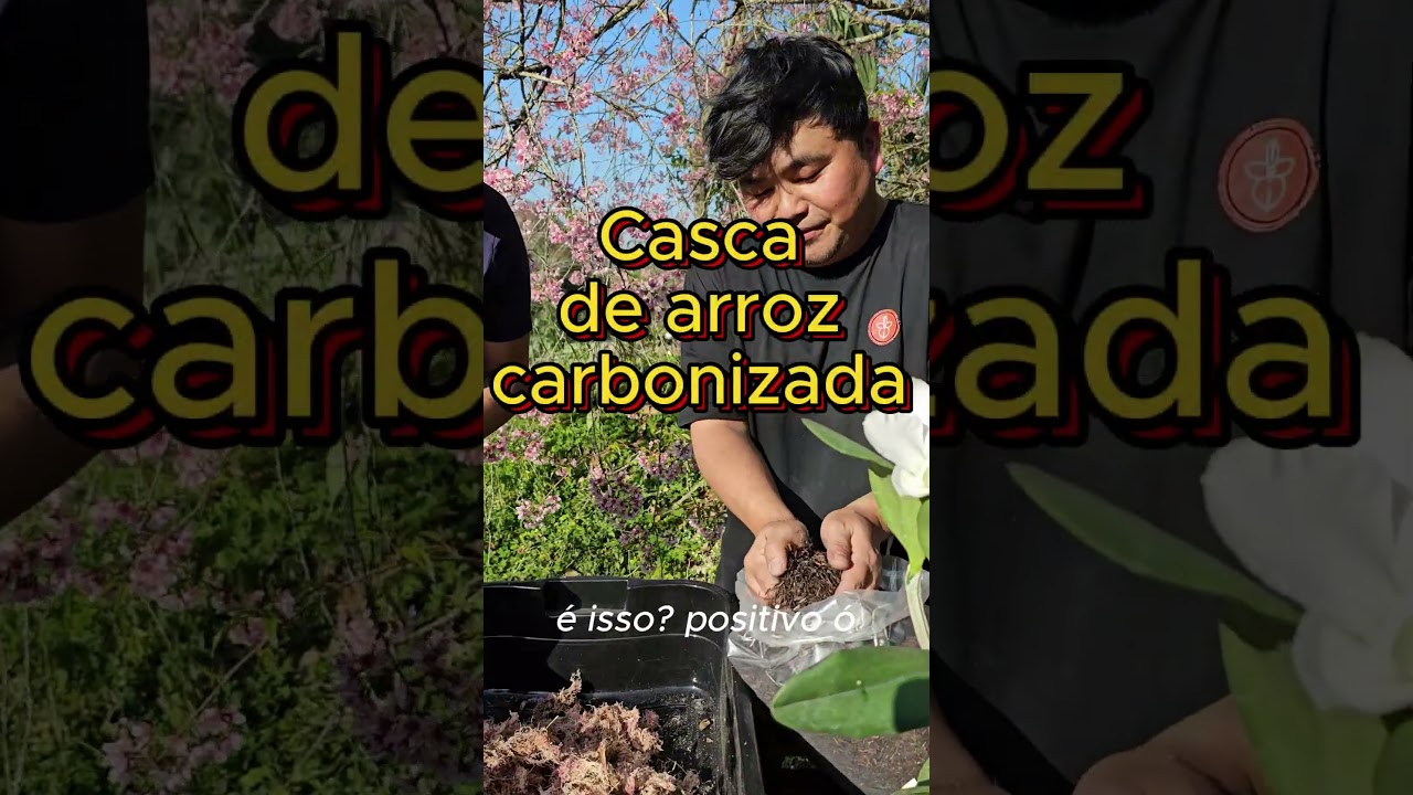 Substrato para Phalaenopsis #orquideas #cuidadocomplantas #jardim #jardinagem #substratodeorquideas