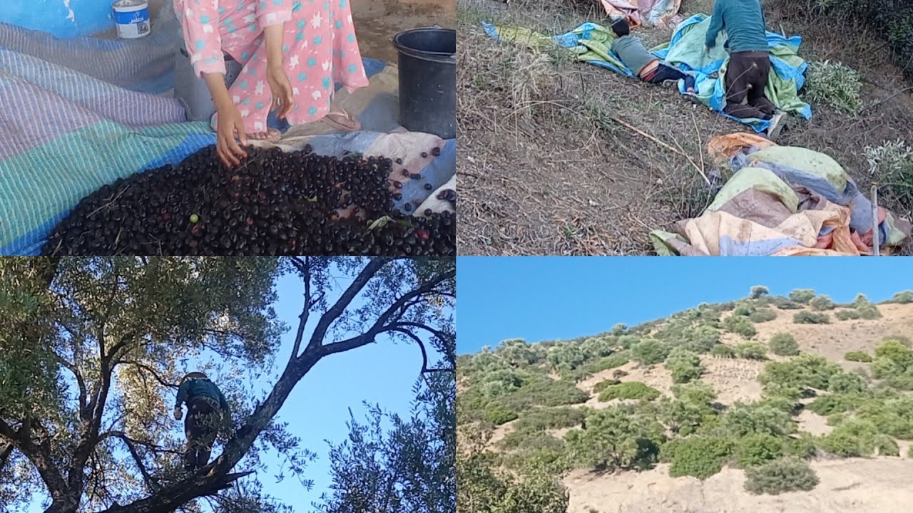 فاطمه اول نهار في الزيتون