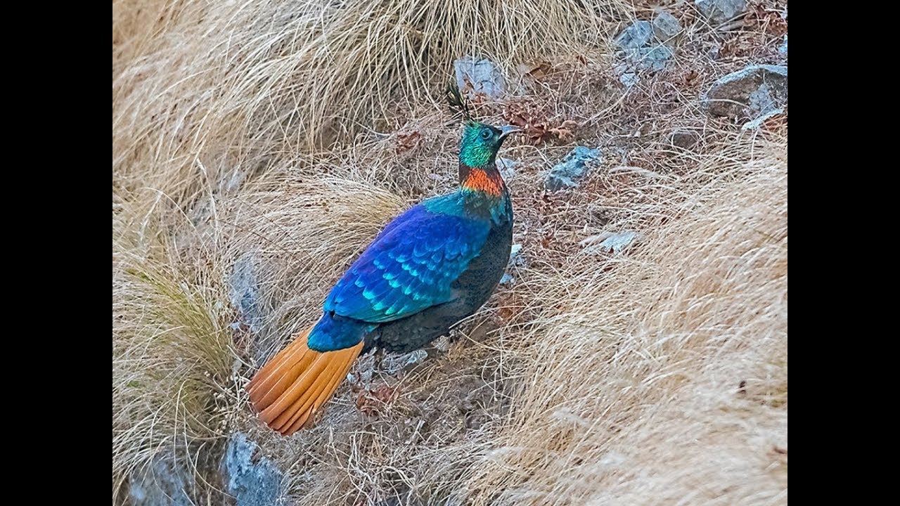Amazing and Most Beautiful Himalayan Peacock Images | National Bird of Nepal
