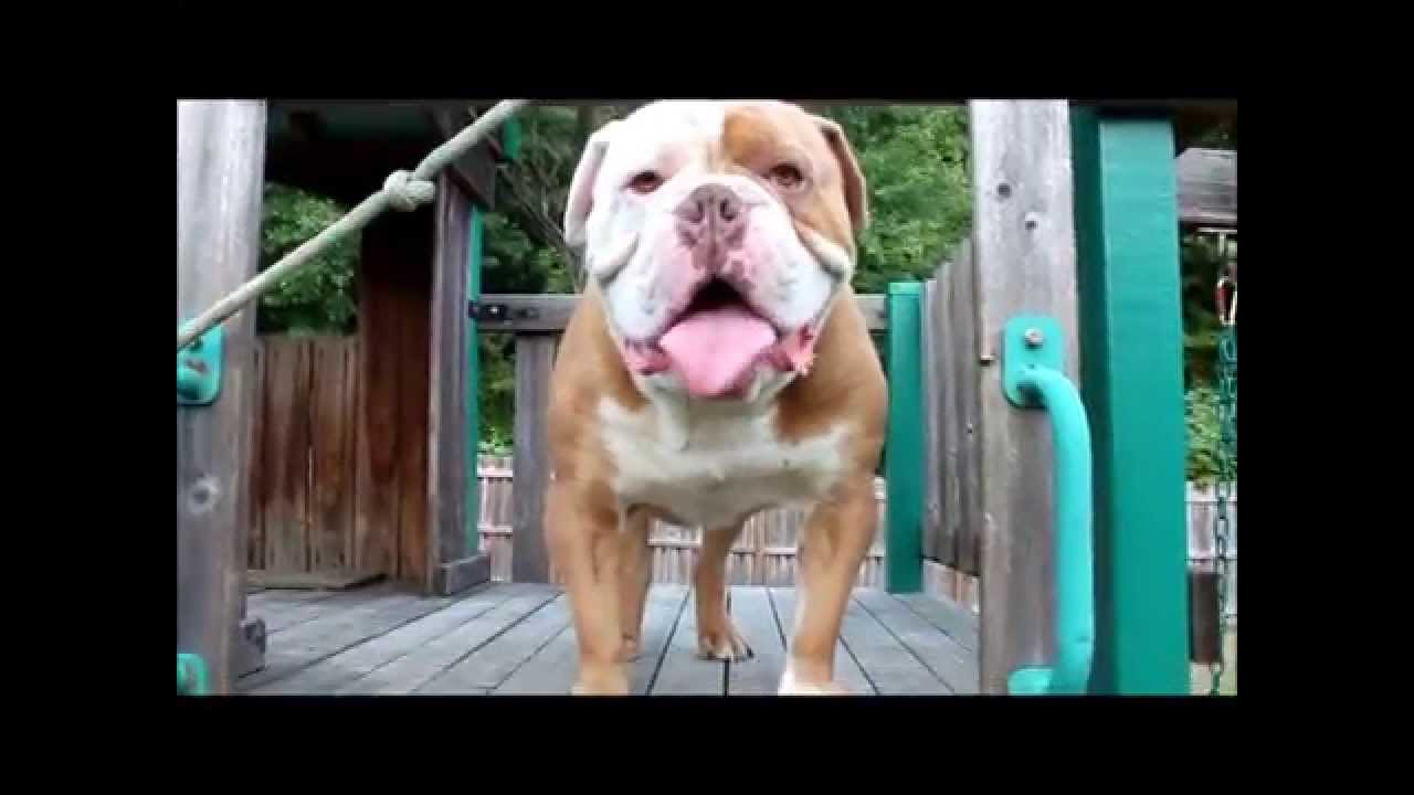 Brickhouse Bullies Olde English Bulldogges Working Out