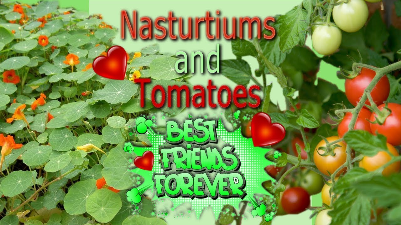 Nasturtiums and Tomatoes, Best Companion Plants