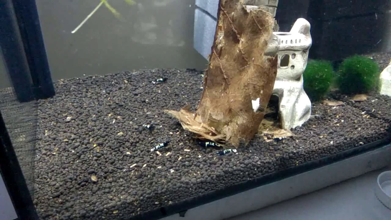 Black pinto shrimps eat Biomax#2 for first time