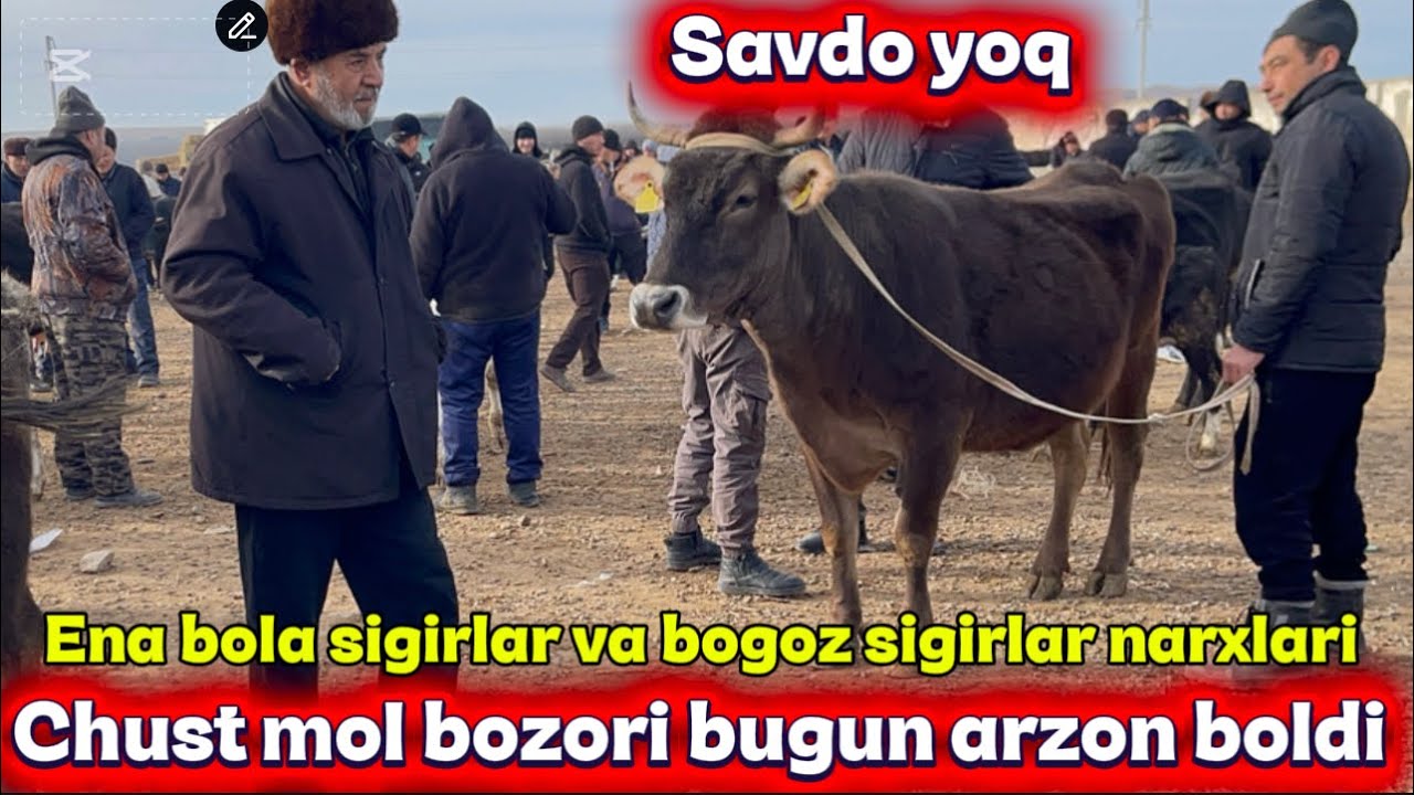 Chust mol bozori ena bola sigirlar va bo’g’oz sigirlar narxlari 