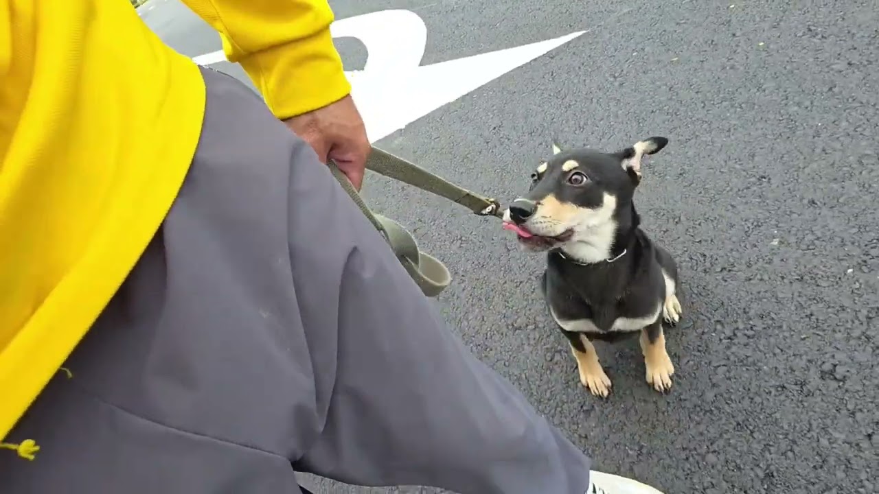 惡霸混柴犬 哈吉 戶外訓練
