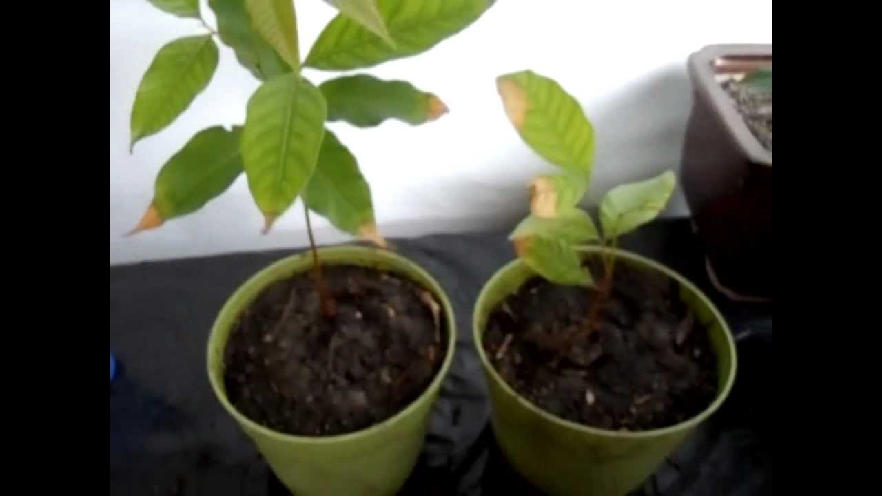 Growing Rambutan from Seeds