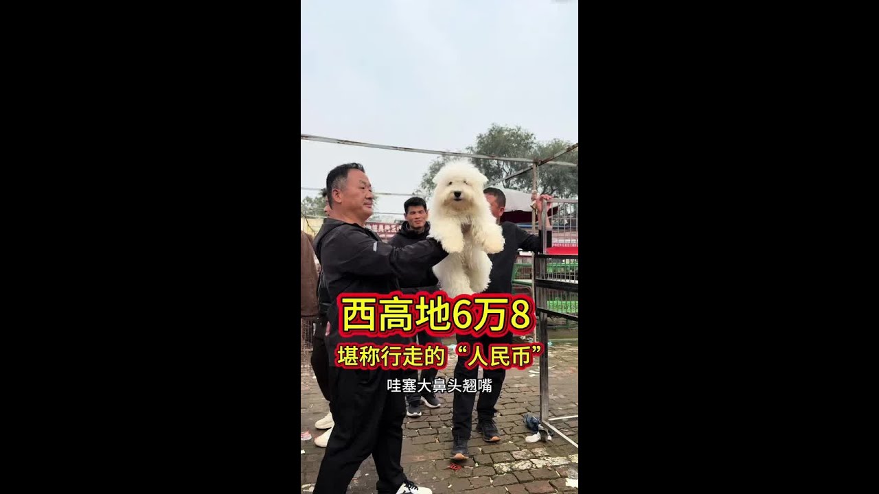开封 淘狗攻略！买狗狗前必看，健康检测很重要！#开封狗市 #买狗攻略 #宠物狗 #泰迪 #秋田 #西高地 #养狗经验 #宠物知识