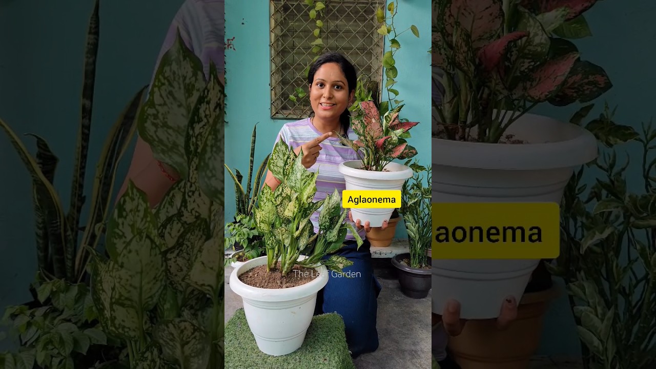 All about Aglaonema or Chinese Evergreen. Plant care and Tips #indoorplants #aglaonema #garden