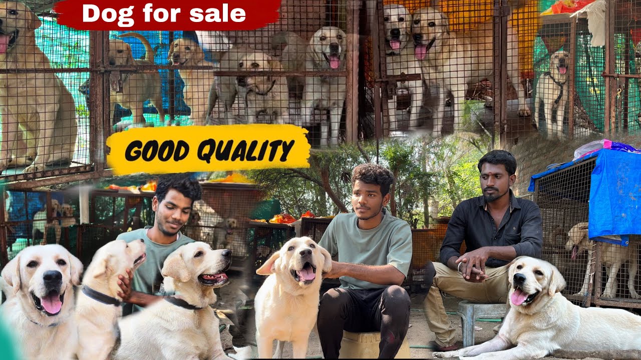 DOGS For Sale / Puppy Sales in Chennai / DogKennel in Tamilnadu / #dog #dogs #dogsforsale / onlypets