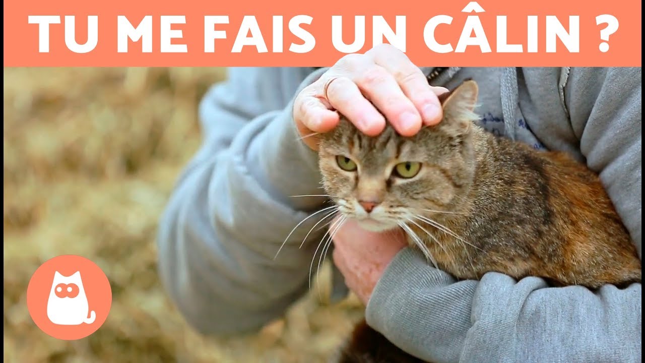 Comment caresser un chat ? - TOUTES SES ZONES PRÉFÉRÉES !