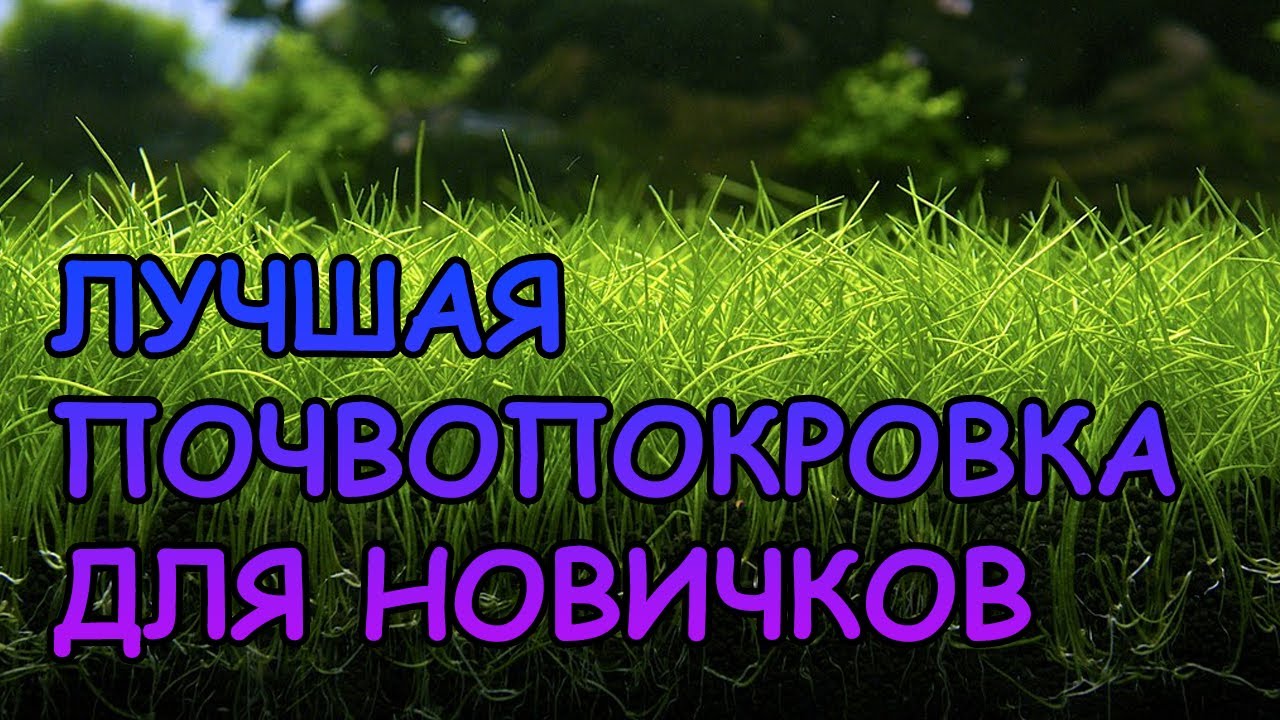 ЛУЧШАЯ ПОЧВОПОКРОВКА ДЛЯ НОВИЧКОВ