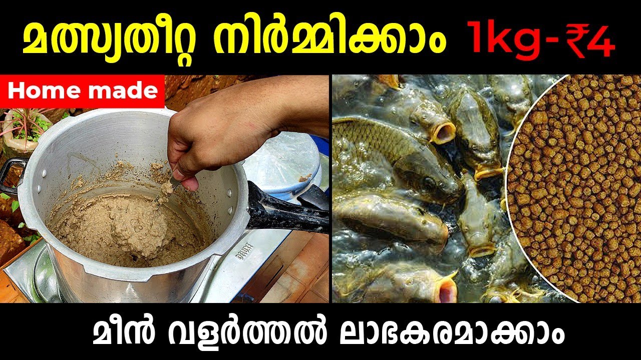 വെറും 4 രൂപക്ക്  1 kg മീൻ തീറ്റ ഉണ്ടാക്കാം | Home Made Tropical Fish Food | How to Make #Fish #Food