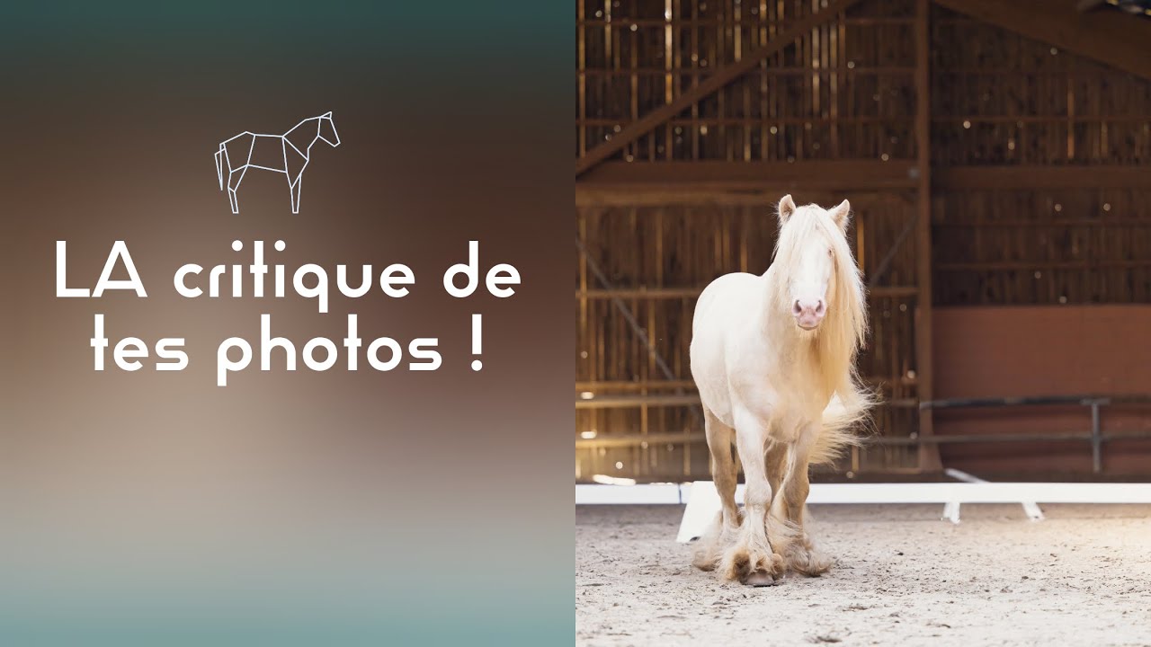 Webinaire - La critique photo