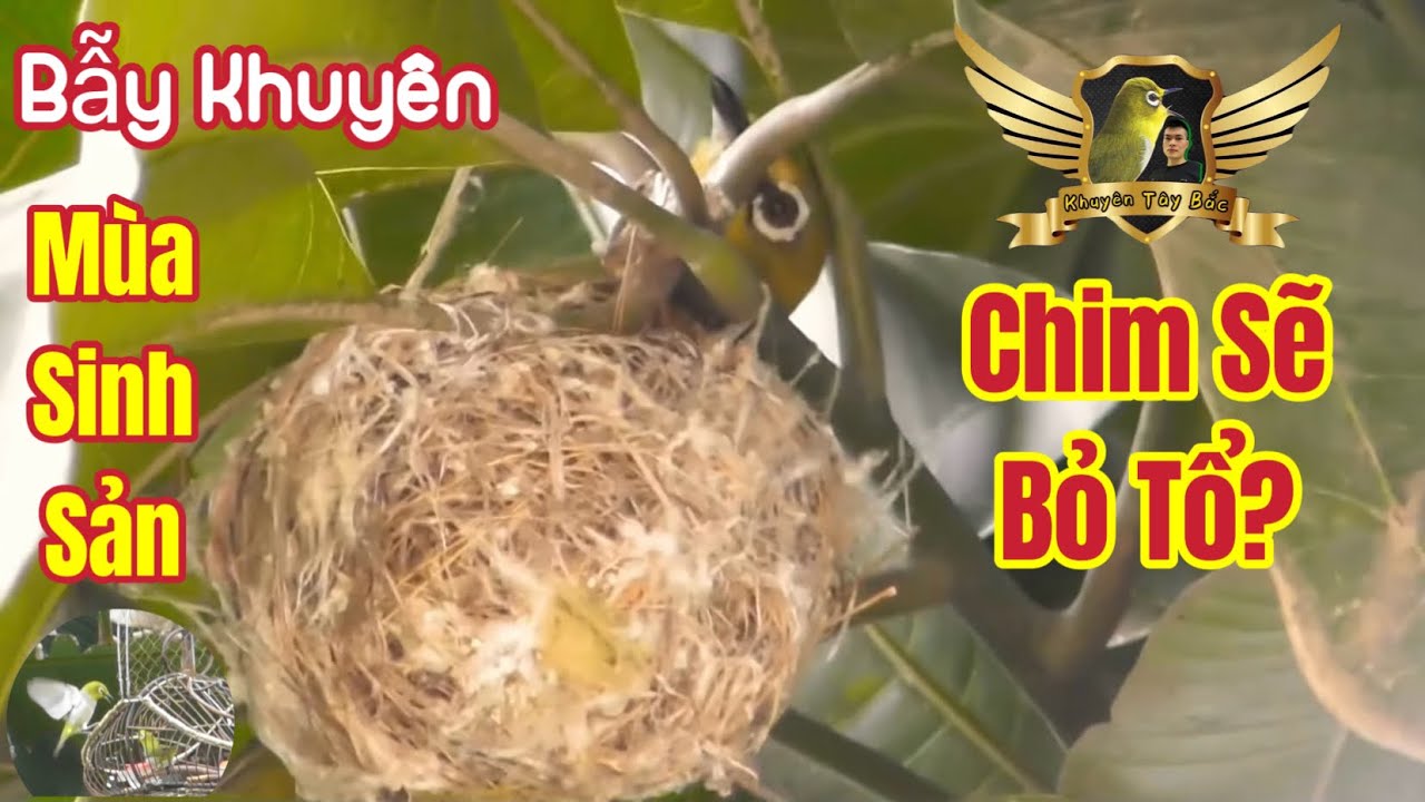 Bẫy Khuyên Mùa Sinh Sản - Bẫy Xong Thả Có Làm Chim Bỏ Tổ Không? Đây Là Sự Thật | KTB