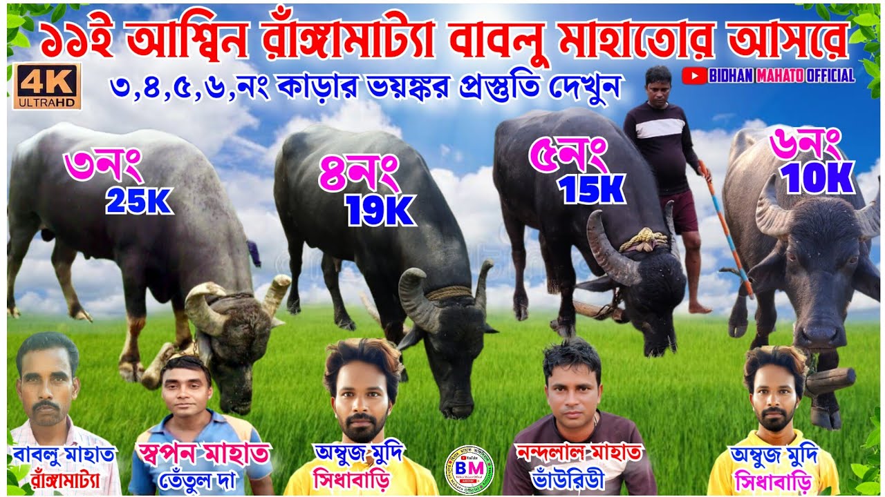 ১১ই আশ্বিন রাঁঙ্গামাট্যা বাবলু মাহাতোর আসরে 🏆🏆৩নং,৪নং,৫নং,৬নং,কাড়ার বাপরে ভয়ঙ্কর প্রস্তুতি দেখুন🔥🔥