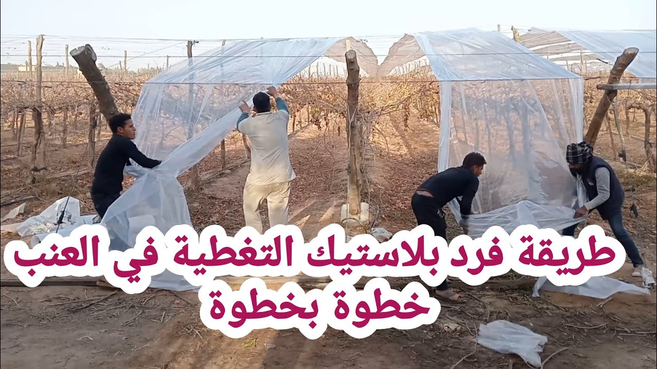 طريقة فرد بلاستيك التغطية في العنب