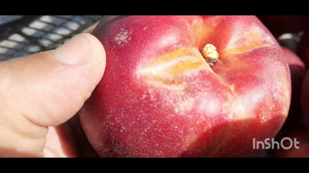 Нектарин Биг  Топ и Биг Хейвен. Сравнение. 