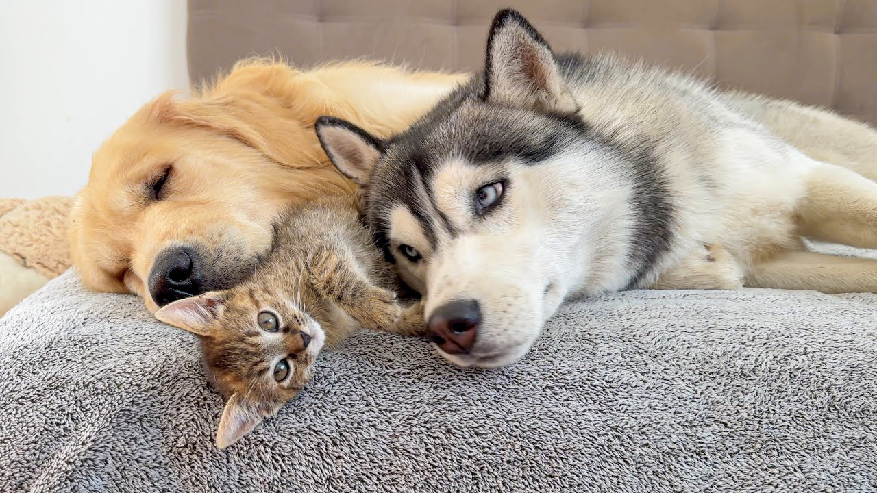Tiny Kitten &ldquo;Babysits&rdquo; His Giant Dog Friends [CUTEST VIDEO EVER]