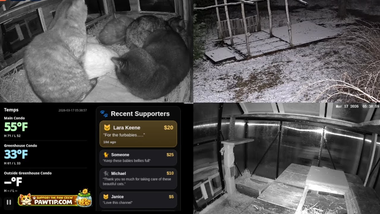 LIVE: Multi-Cam Morning 🐾 Feral Cat Shelter
