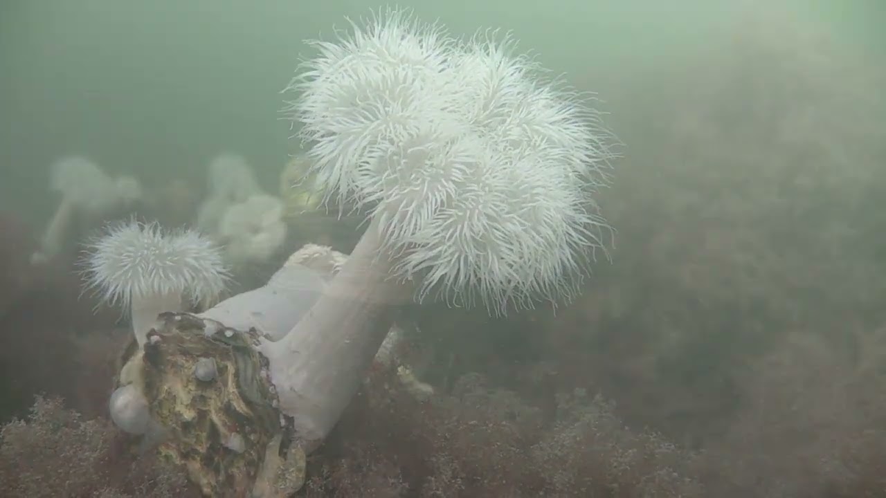 Panda duikweekend 2022 - duiken in Grevelingenmeer/ Diving in Zeeland Grevelingenmeer 2022