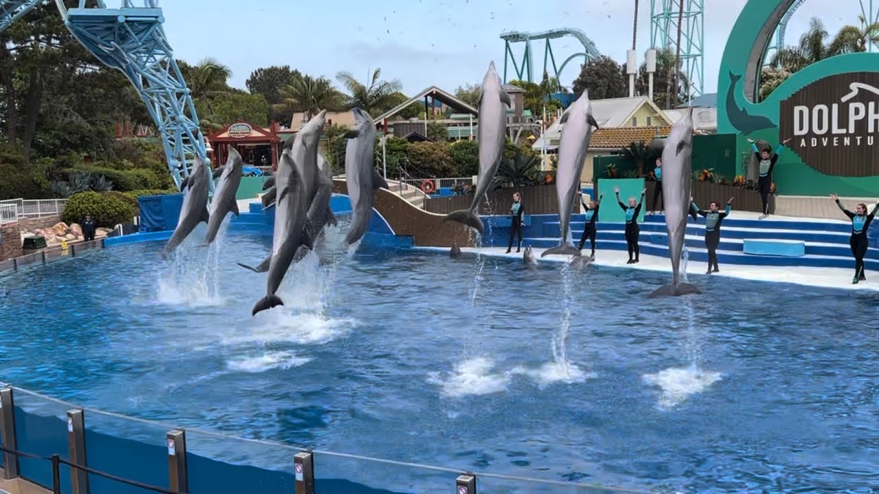 Dolphins Adventures (Full Show) at SeaWorld San Diego on June 17, 2023